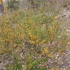 Daviesia leptophylla (Slender Bitter Pea) at Bungonia, NSW - 4 Oct 2024 by mahargiani