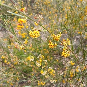 Daviesia leptophylla at Bungonia, NSW - 4 Oct 2024