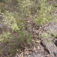 Olearia viscidula (Wallaby Weed) at Bungonia, NSW - 4 Oct 2024 by mahargiani