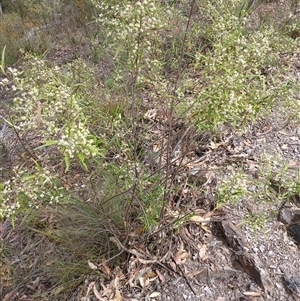 Olearia viscidula at Bungonia, NSW - 4 Oct 2024 11:54 AM