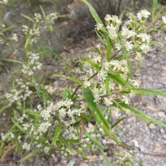 Olearia viscidula at Bungonia, NSW - 4 Oct 2024