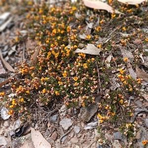 Pultenaea microphylla at Bungonia, NSW - 4 Oct 2024 11:56 AM