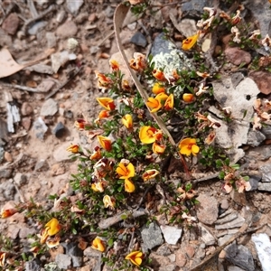 Pultenaea microphylla at Bungonia, NSW - 4 Oct 2024 11:56 AM