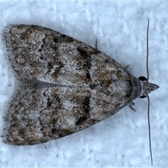 Nola pycnopasta (A noctuid moth (Nolinae)) at Bulli, NSW - 5 Oct 2024 by jb2602