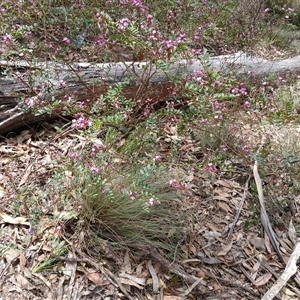 Indigofera australis subsp. australis at Bungonia, NSW - 4 Oct 2024