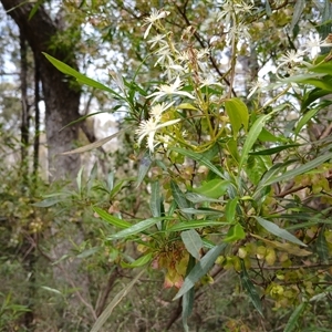 Clematis glycinoides at Bungonia, NSW - 4 Oct 2024