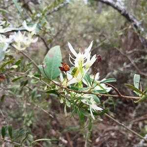 Clematis glycinoides at Bungonia, NSW - 4 Oct 2024