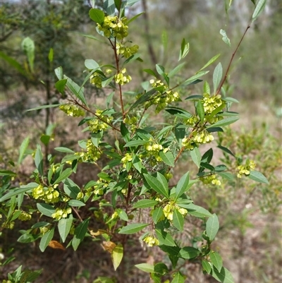 Dodonaea triquetra (Large-leaf Hop-Bush) at Bungonia, NSW - 4 Oct 2024 by mahargiani