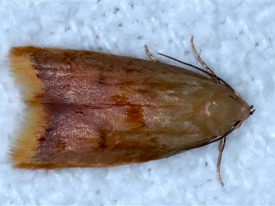 Tachystola anthera (A Concealer moth (Chezala group)) at Bulli, NSW - 5 Oct 2024 by jb2602
