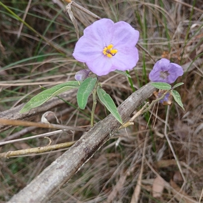 Solanum celatum at Bungonia, NSW - 4 Oct 2024 by mahargiani