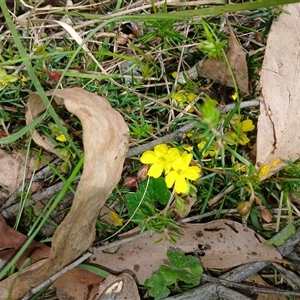 Hibbertia acicularis at Bungonia, NSW - 4 Oct 2024