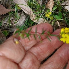 Hibbertia acicularis at Bungonia, NSW - 4 Oct 2024 12:23 PM