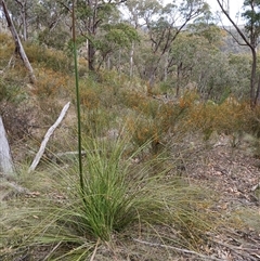 Xanthorrhoea concava (Grass Tree) at Bungonia, NSW - 4 Oct 2024 by mahargiani