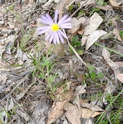 Brachyscome rigidula (Hairy Cut-leaf Daisy) at Bungonia, NSW - 4 Oct 2024 by mahargiani