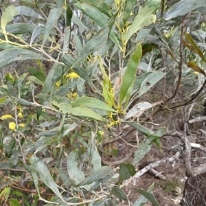 Acacia binervia at Bungonia, NSW - 4 Oct 2024