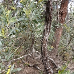 Acacia binervia at Bungonia, NSW - 4 Oct 2024