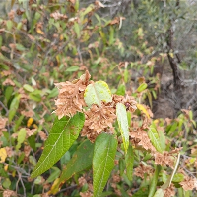 Lasiopetalum macrophyllum (Shrubby Velvet-Bush) at Bungonia, NSW - 4 Oct 2024 by mahargiani