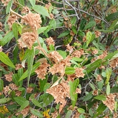 Lasiopetalum macrophyllum at Bungonia, NSW - 4 Oct 2024