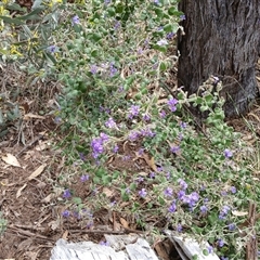 Dampiera purpurea (Purple Dampiera) at Bungonia, NSW - 4 Oct 2024 by mahargiani