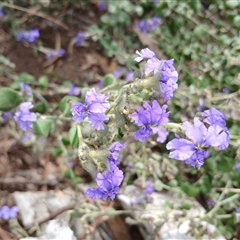 Dampiera purpurea at Bungonia, NSW - 4 Oct 2024