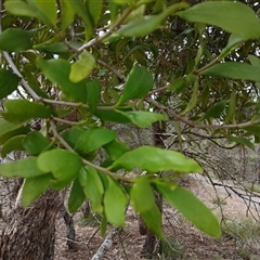 Amyema congener subsp. congener (A Mistletoe) at Bungonia, NSW - 4 Oct 2024 by mahargiani