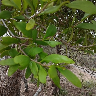 Amyema congener subsp. congener (A Mistletoe) at Bungonia, NSW - 4 Oct 2024 by mahargiani