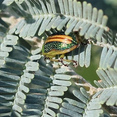 Calomela vittata (Acacia leaf beetle) at Yackandandah, VIC - 7 Oct 2024 by KylieWaldon