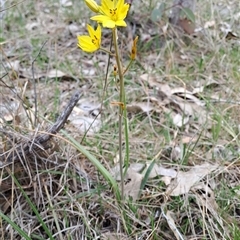 Bulbine bulbosa (Golden Lily, Bulbine Lily) at Kambah, ACT - 7 Oct 2024 by LPadg