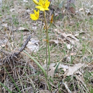 Bulbine bulbosa at Kambah, ACT - 8 Oct 2024