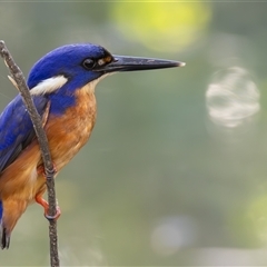 Ceyx azureus (Azure Kingfisher) at Port Macquarie, NSW - 7 Oct 2024 by rawshorty