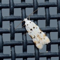 Ischnomorpha charierga (A Concealer moth (Barea group) at Harrison, ACT - 7 Oct 2024 by DPRees125