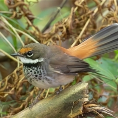 Rhipidura rufifrons (Rufous Fantail) at Port Macquarie, NSW - 6 Oct 2024 by rawshorty