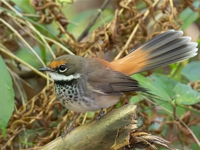 Rhipidura rufifrons (Rufous Fantail) at Port Macquarie, NSW - 6 Oct 2024 by rawshorty