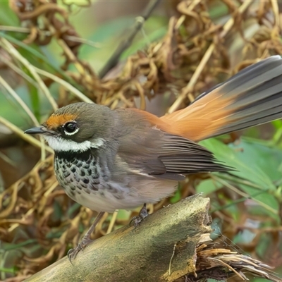 Rhipidura rufifrons (Rufous Fantail) at Port Macquarie, NSW - 6 Oct 2024 by rawshorty