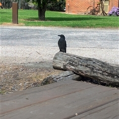 Strepera graculina (Pied Currawong) at Splitters Creek, NSW - 6 Oct 2024 by Darcy