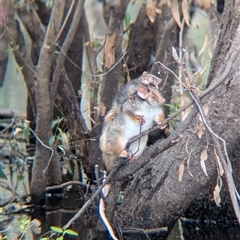 Pseudocheirus peregrinus (Common Ringtail Possum) at Splitters Creek, NSW - 7 Oct 2024 by Darcy