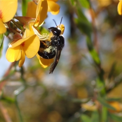 Lasioglossum sp. (Furrow Bee) at Couridjah, NSW - 8 Sep 2024 by SapphFire