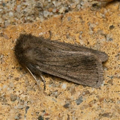 Bathytricha truncata at Harrison, ACT - suppressed