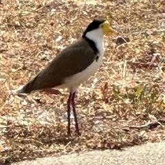 Vanellus miles (Masked Lapwing) at Macquarie, ACT - 7 Oct 2024 by lbradley