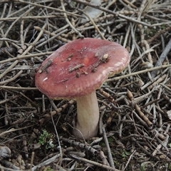 Russula sp. (genus) (Russula) at Conder, ACT - 7 Jan 2024 by MichaelBedingfield