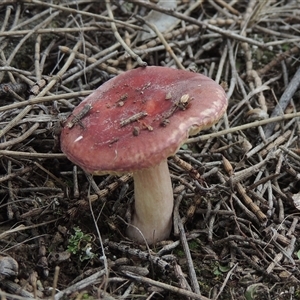 Russula sp. (genus) at Conder, ACT - 7 Jan 2024