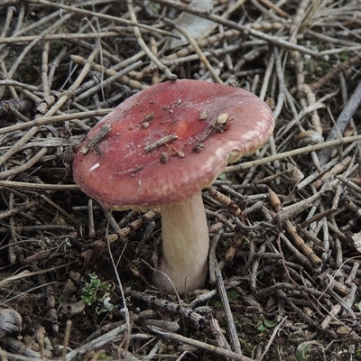 Russula sp. (genus) (Russula) at Conder, ACT - 7 Jan 2024 by MichaelBedingfield