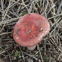 Russula sp. (genus) at Conder, ACT - 7 Jan 2024 04:24 PM