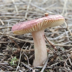 Russula sp. (genus) at Conder, ACT - 7 Jan 2024