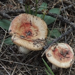 Russula sp. (genus) at Conder, ACT - 7 Jan 2024