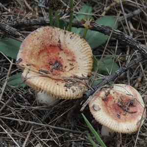 Russula sp. (genus) at Conder, ACT - 7 Jan 2024 04:24 PM