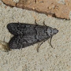 Heteromicta pachytera (Galleriinae subfamily moth) at Harrison, ACT - 7 Oct 2024 by DPRees125