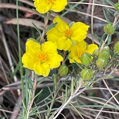 Hibbertia calycina (Lesser Guinea-flower) at Gurrundah, NSW - 5 Oct 2024 by JaneR