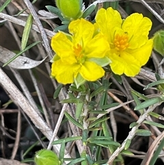 Hibbertia calycina at Gurrundah, NSW - 5 Oct 2024