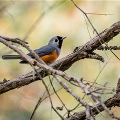 Monarcha melanopsis (Black-faced Monarch) at Green Cape, NSW - 7 Oct 2024 by trevsci